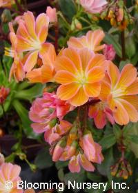 Lewisia longipetala x cotyledon 'Little Peach'